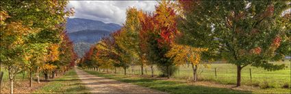 Shades of Autumn - VIC (PBH4 00 13179)